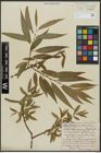 Foto von Salix alba L. x Salix fragilis L.